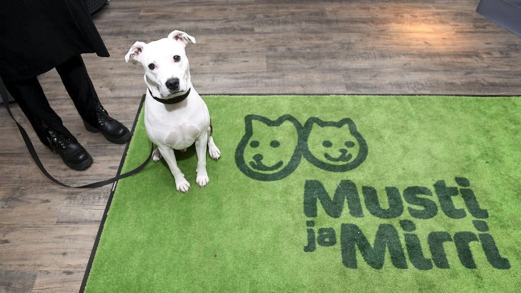 Sulo-koira ja omistaja ostoksilla lemmikkitarvikeketju Musti ja Mirri myymälässä Hakaniemessä Helsingissä 17. marraskuuta 2020. Kuvituskuva.