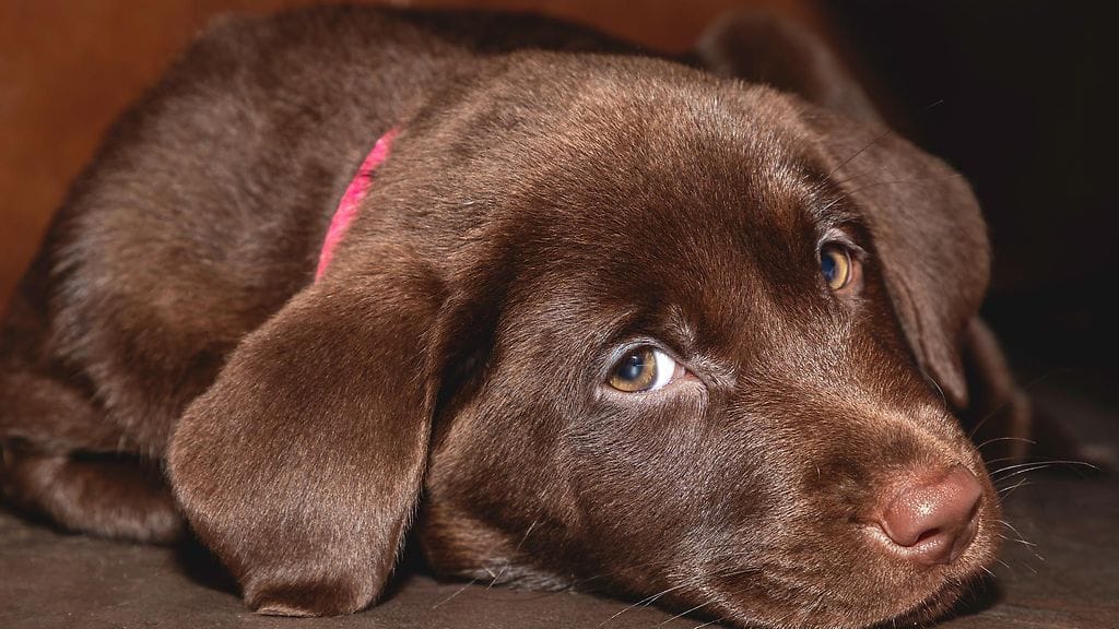 Viime vuoden suosituin koirarotu oli labradorinnoutaja. Suosituin koirannimi puolestaan Luna.