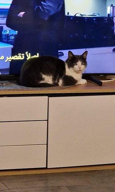 Tooji-kissa istahti tv:n eteen Annan kotona Tukholmassa.