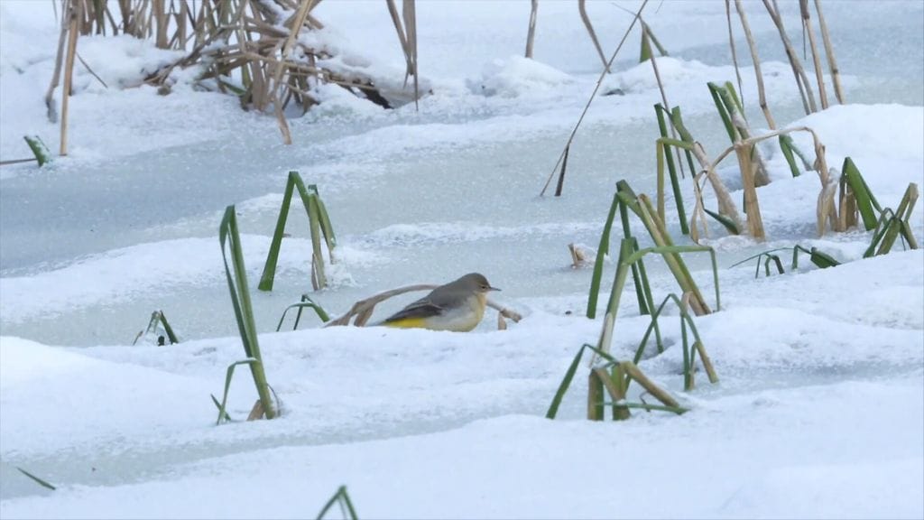 Virtavästäräkki, linnut