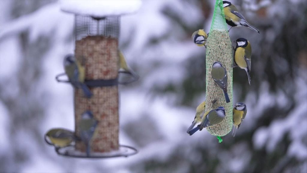 Sini- ja talitiaiset, linnut