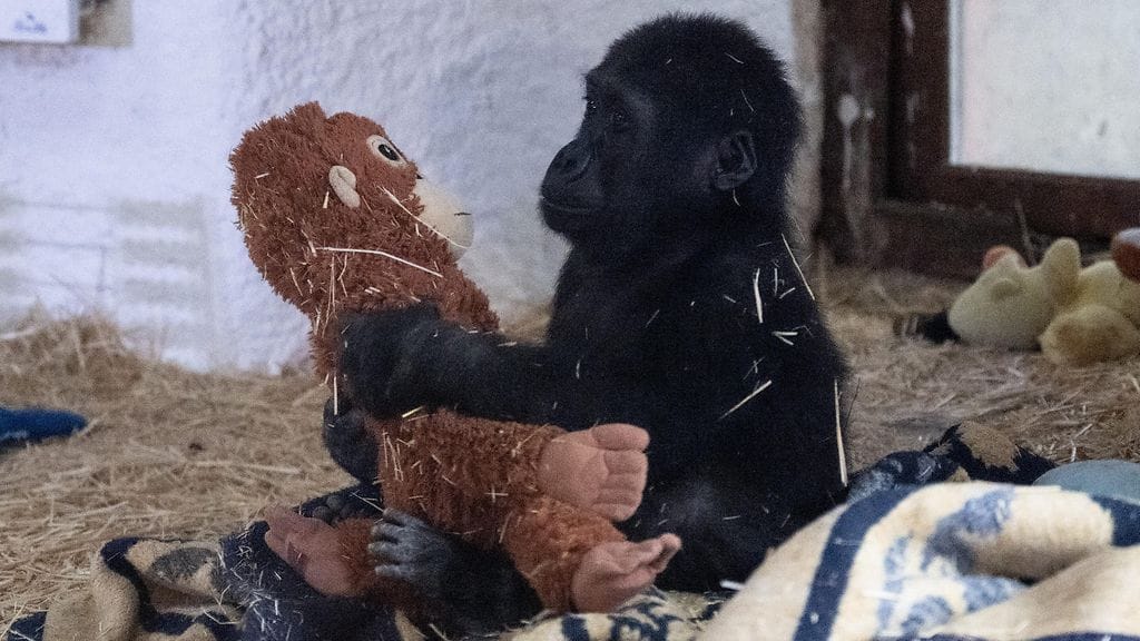 Zeytin Gorilla AOP
