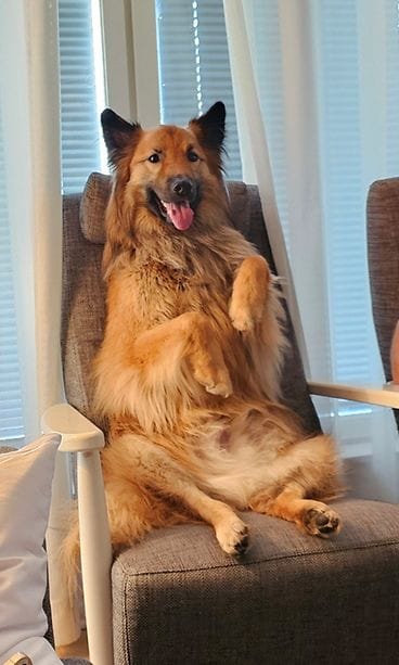 Danny-koiran karvasta syntyi rukkaset