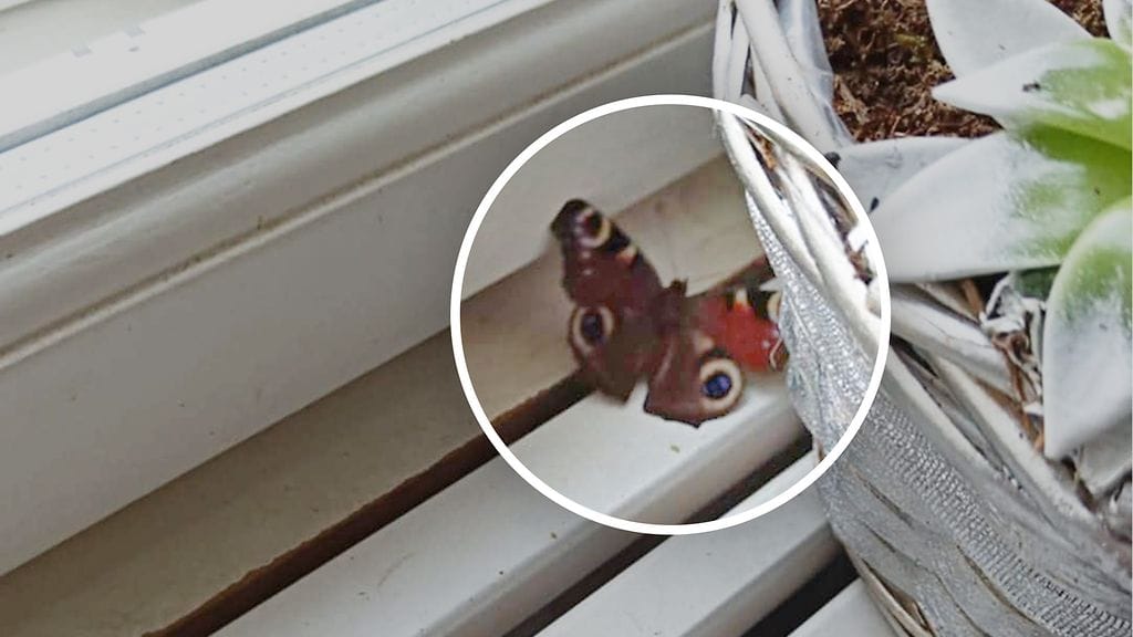 Lietolaisen Maria Millerin ikkunalaudalle lennähti tammikuun alussa yllättävä vieras, neitoperhonen.