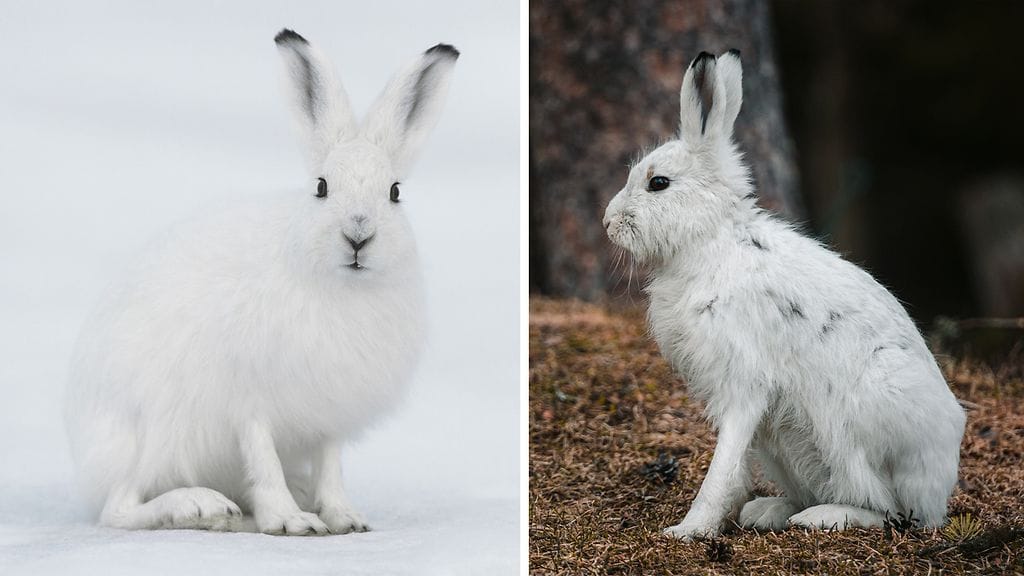 1501 talvieläimet sahaava sää