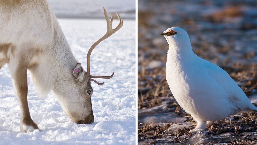1501 talvieläimet sahaava sää 2