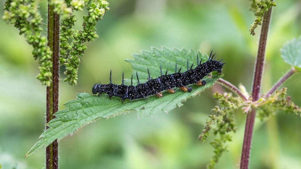 AOP Neitoperhosen toukka nokkosen lehdellä. Peacock Butterfly Caterpillar; Aglais io; UK