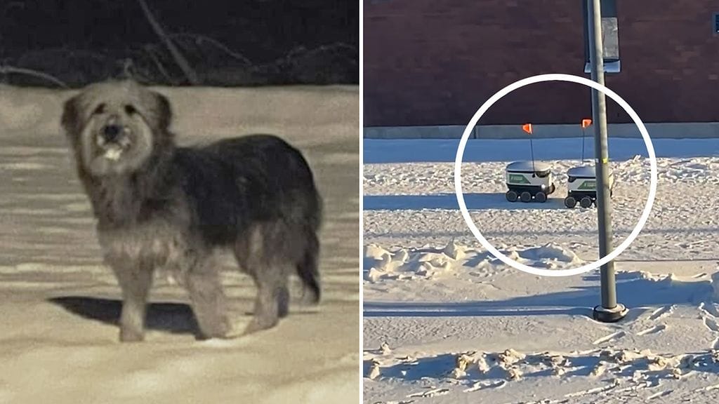 Ransku-karkulainen saatiin vihdoin kiinni. Tampereella puolestaan kuvattiin ruokarobottien kohtaaminen.