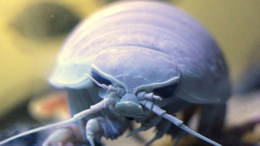 Syvänmeren jättiläissiira (Bathynomus giganteus) Berliinin eläintarha-akvaariossa.