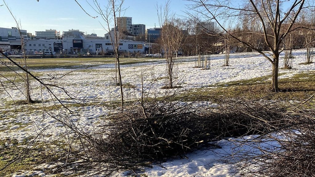 Kirsikkapuisto näyttää karulta Helsingin Roihuvuoressa puiden leikkauksen jälkeen.
