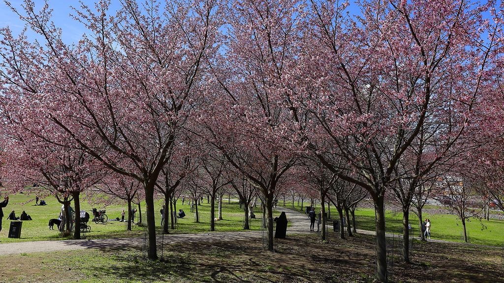 AOP Roihuvuoren kirsikkapuut kukassaan Helsingissä.