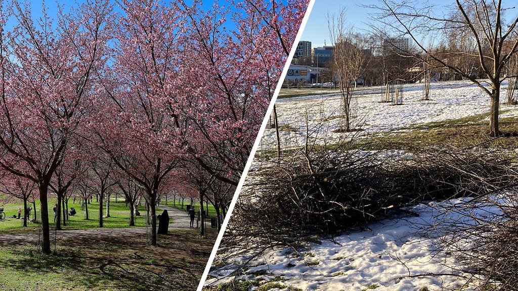 Lähes sadan kirsikkapuun kukinta on todennäköisesti jäämässä totuttua heikommaksi urakoitsijan virheellisen hoitotyön vuoksi Helsingin Roihuvuoressa. Puisto on suosittu nähtävyys ja retkipaikka etenkin kirsikan kukinnan aikaan toukokuussa.