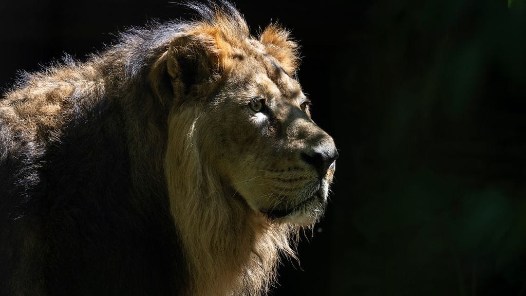 Korkeasaaren urosleijona, lähes 12-vuotias Szimba on jouduttu lopettamaan terveydellisistä syistä.