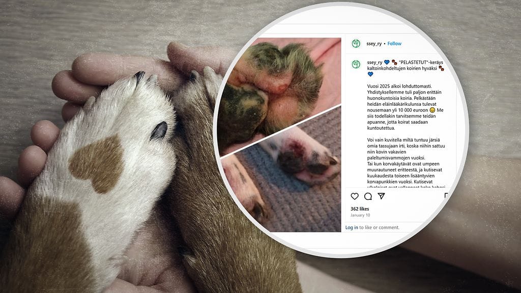 Koirat olivat olleet aliravittuja, eikä juomavettäkään ollut aina saatavilla.