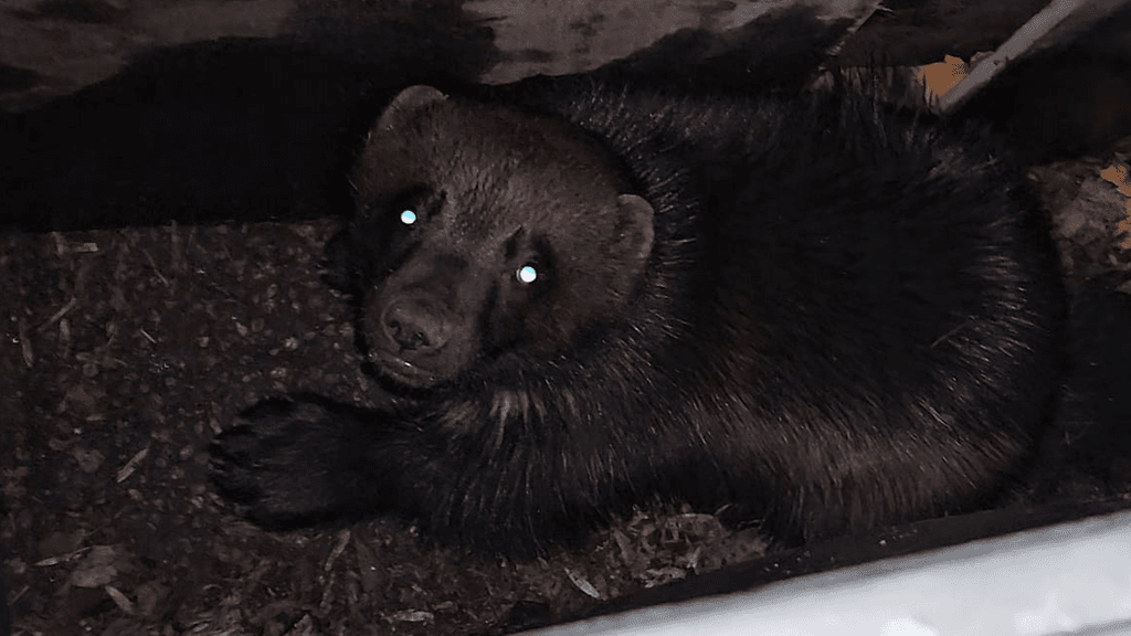 Tältä näytti Turun keskustassa liikkunut ahma.