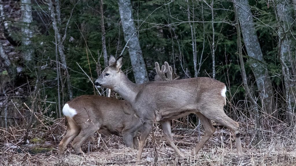 Kaksi metsäkaurista kuvattuna Kotkassa vuonna 2017. Kuvan metsäkauriit eivät liity tapaukseen.