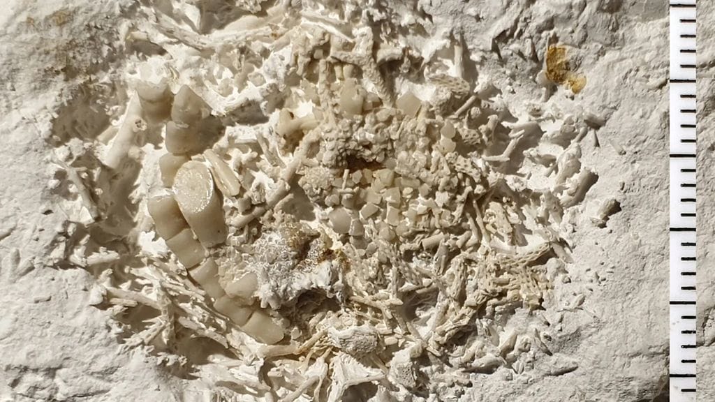 Kuva 66 miljoonaa vuotta vanhasta oksennuksesta Østsjællands Museumin tiedotteessa