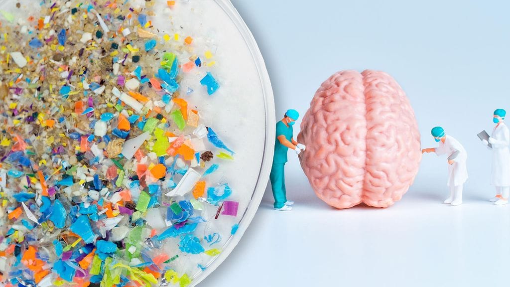 Mikromuovien havainnoitiin juuttuvan aivojen verisuoniin.