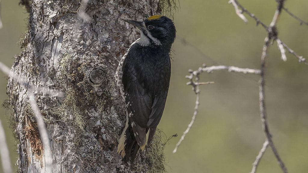 AOP Nokitikka (Picoides arcticus) istuu puun kannolla Yhdysvalloissa Alaskassa.