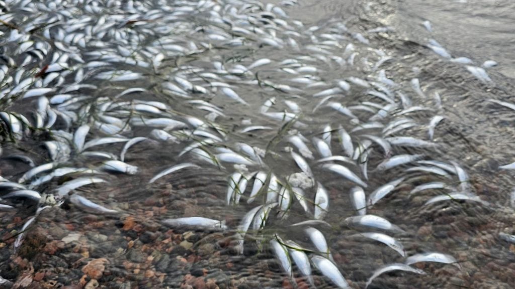 Hanko, ranta, kuolleet kalat