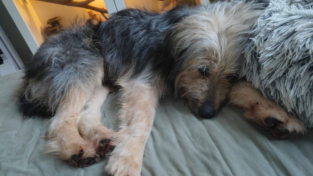 Ransu makoilee uudessa kodissaan mielellään ihmisten kyljessä ja ottaa vastaan rapsutuksia.