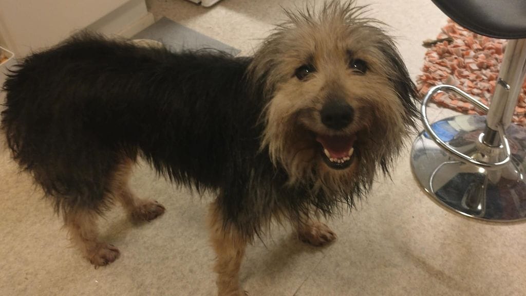 Ransu on nyt turvassa 3.