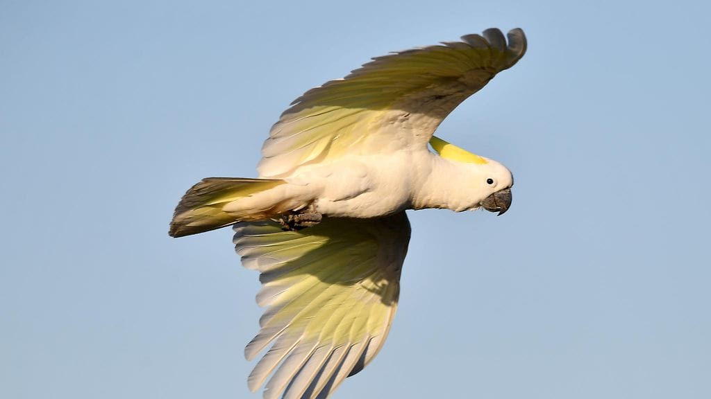 Pelastuslaitos ei onnistunut ottamaan karannutta papukaijaa kiinni. Kuvituskuva.