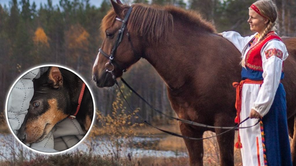 Damian-koira (kuvituskuva) löytyi vuosien jälkeen Yhdysvalloissa. Suvi puolestaan sai unelmiensa viestin.