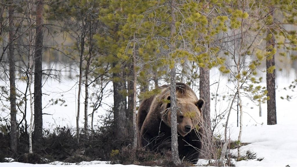 Karhu (Ursus arctos) Kuhmon rajavyöhykkeellä 8. toukokuuta 2020. Pedot on kuvattu piilokojusta haaskaruokintapaikalta.
