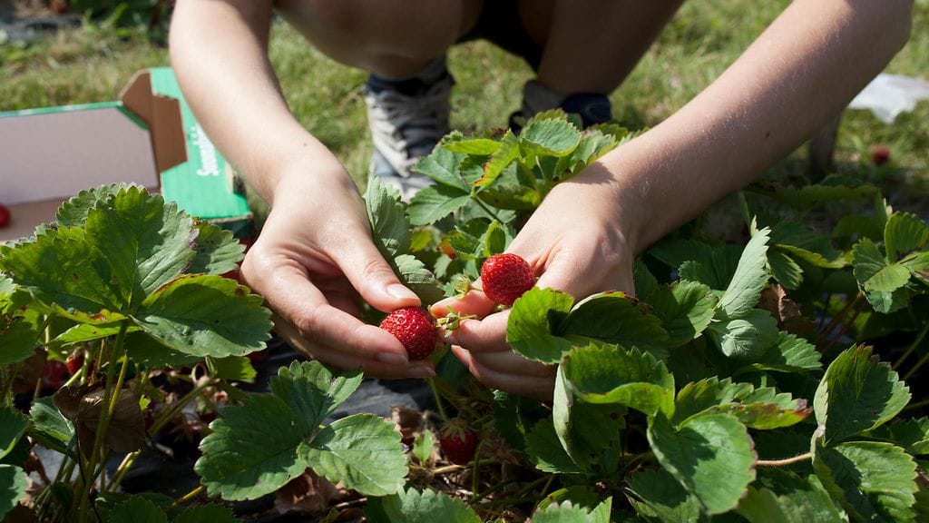 Pohjoissavolainen marjayrittäjä on tuomittu sakkoihin työsyrjinnästä. Kuvituskuva.