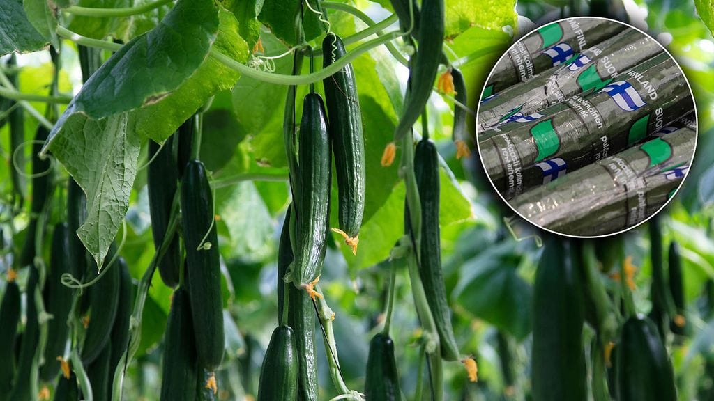 Suomi on todellinen kurkkutaivas!