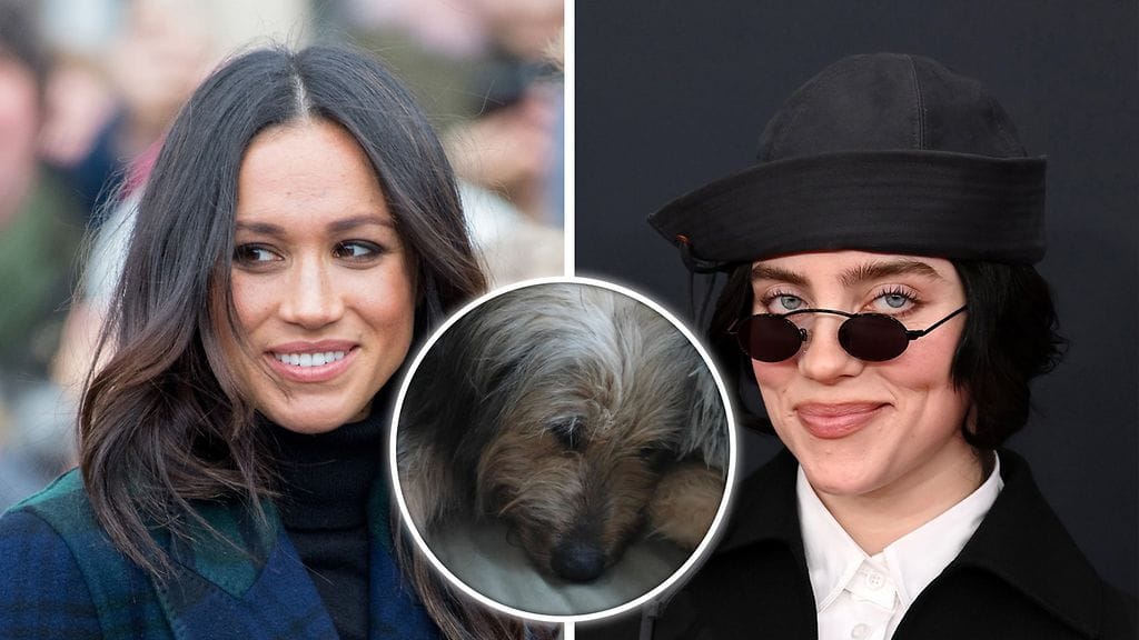 Herttuatar Meghan ja Billie Eilish auttoivat teiniä. Ransu-koira on turvassa seikkailunsa jälkeen.