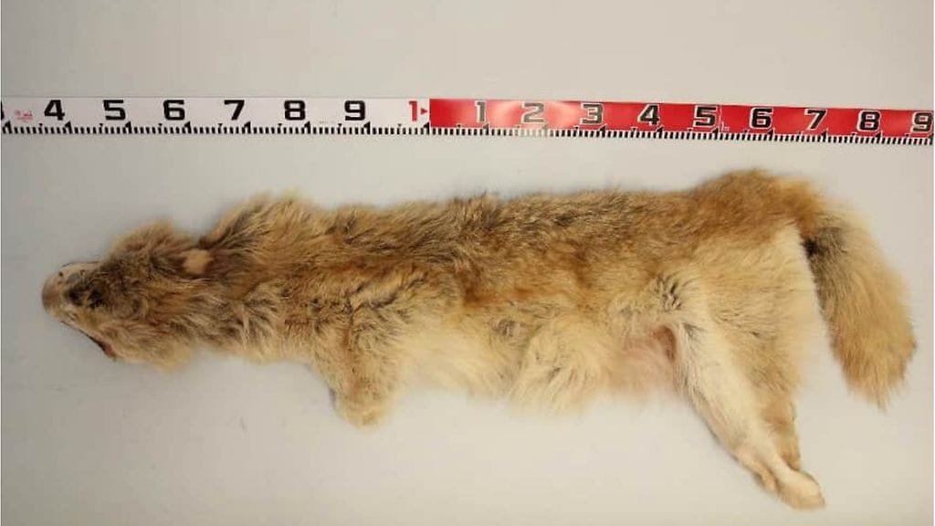 Unna-suden talja, kuvattu Kuopion poliisiaseman tiloissa 31.3.2023