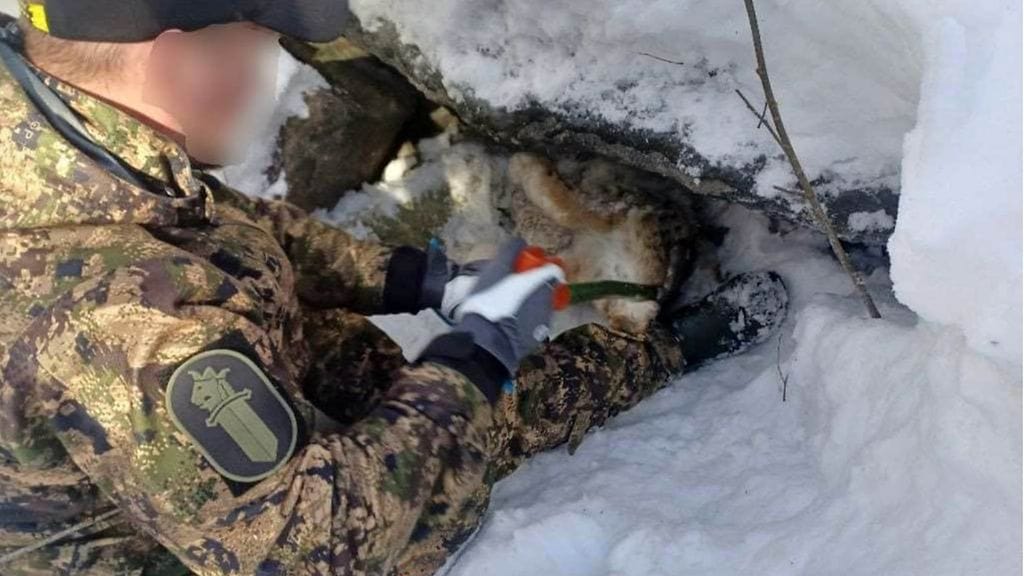 Savukukko Poliisi kaivamassa haudattua ilvestä esiin