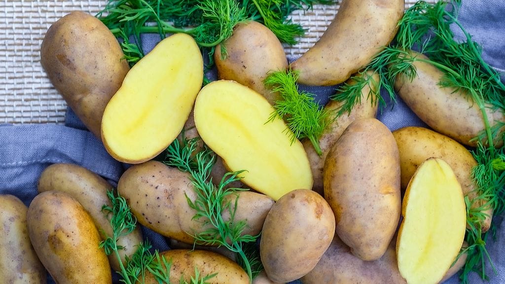 Suomalaiset syövät perunaa vuosittain kilokaupalla: vuonna 2023 jopa 65 kiloa henkeä kohden.