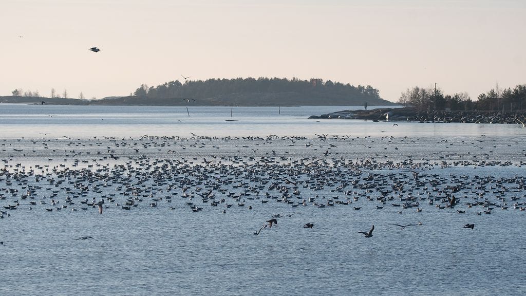 Hankoniemelle kerääntyi kuolleiden kalojen houkuttelemana tuhatpäisiä lokkiparvia. 1