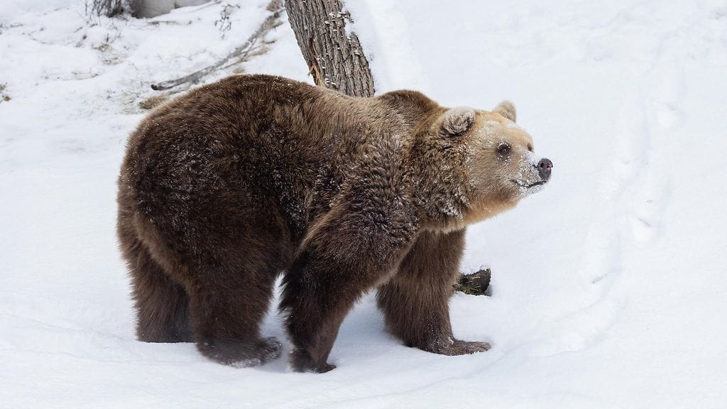 Korkeasaaren karhut heräsivät.