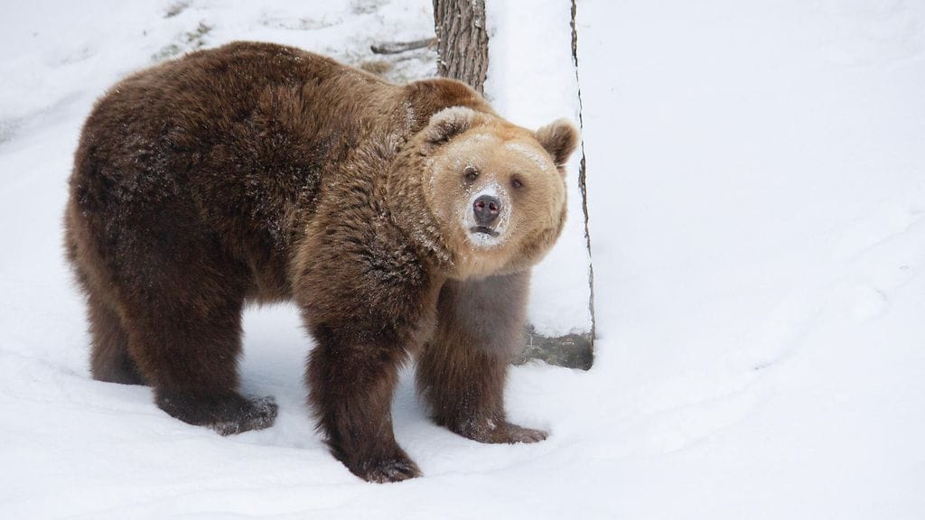 Korkeasaaren karhut heräsivät.