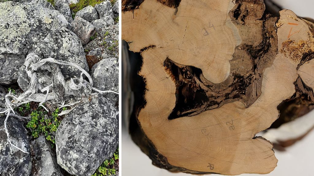 Kuvassa vasemmalla Utsjoelta löytynyt 1647-vuotias kataja ja oikealla katajan lustokiekko.
