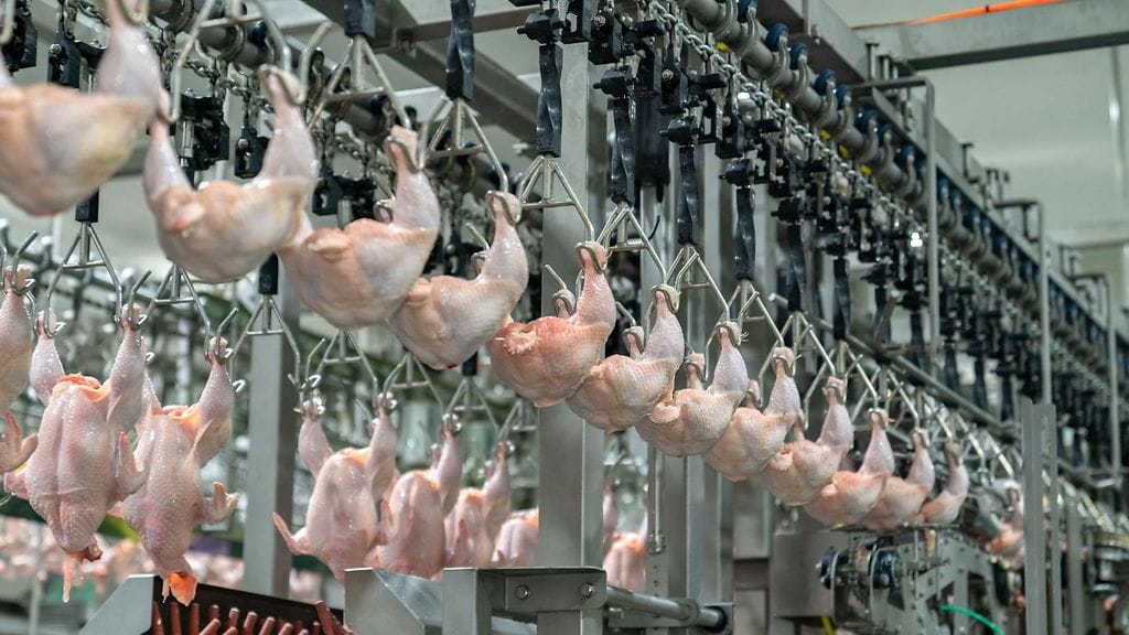 Lihaa tuotettiin Luonnonvarakeskus Luken tilaston mukaan vuonna 2024 hieman yli 397 miljoonaa kiloa. Kuvassa broilereita.