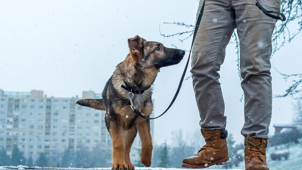 Taajama-alueella koiran tulee aina olla kytkettynä.