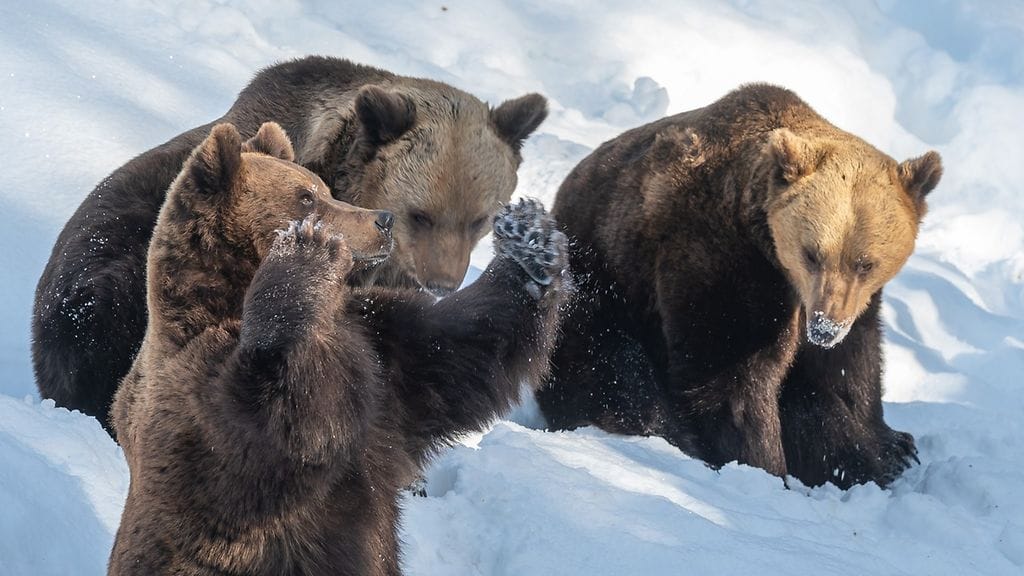 Eläintenhoitajien mukaan karhujen herääminen on edennyt odotetusti säiden lämmetessä.