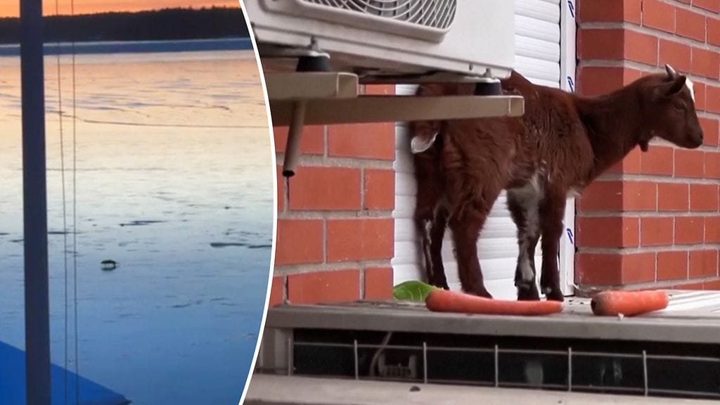 Alina kuvasi saukkojen leikin. Kili pelastettiin viidennestä kerroksesta.