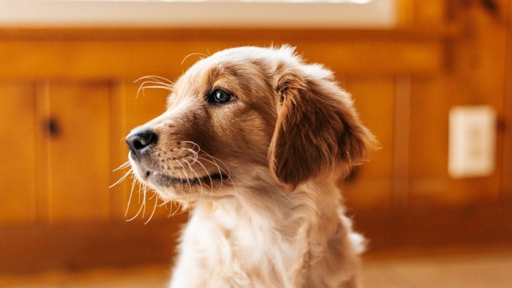 Pentukuume voi viedä mennessään.