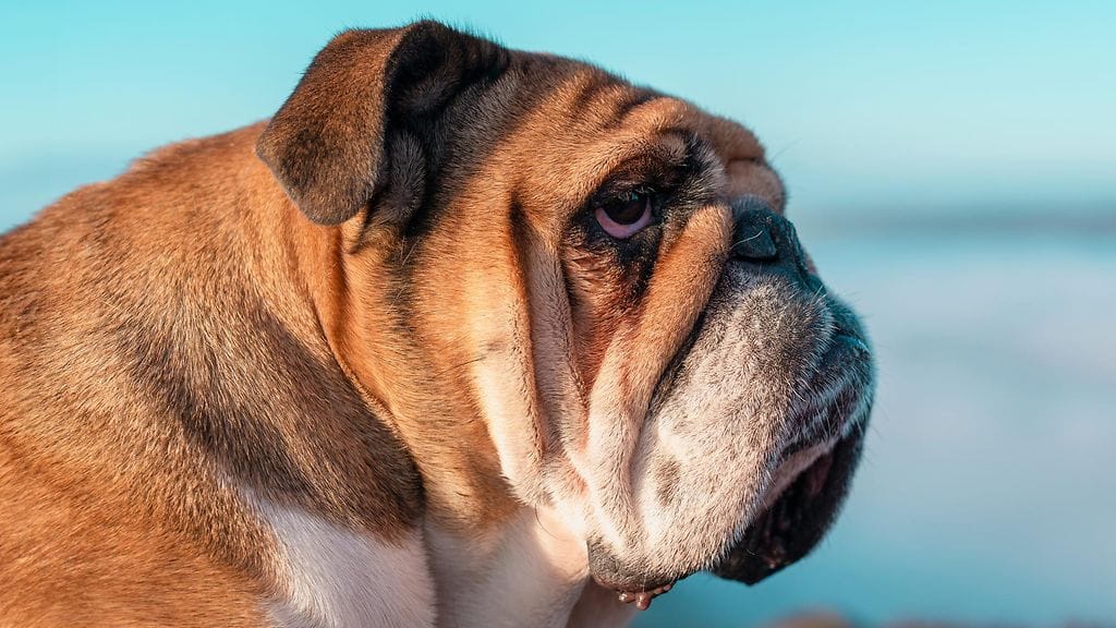 Gold ja Mäki eivät halua nimetä mitään tiettyjä "ongelmarotuja", joita kenenkään ei tulisi hankkia. Kuvituskuva.