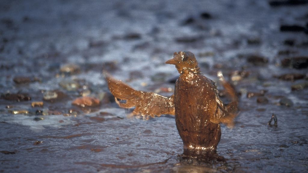 Kuvituskuvassa merilintu öljyn peitossa säiliöaluksen onnettomuuden jälkeen Etelä-Walesissa Britanniassa.