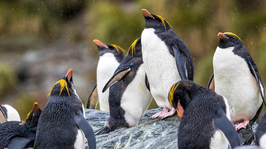 AOP Kultatöyhtöpingviinejä (Eudyptes chrysolophus) Cooper Bayllä Etelä-Georgiassa 26. marraskuuta 2023.