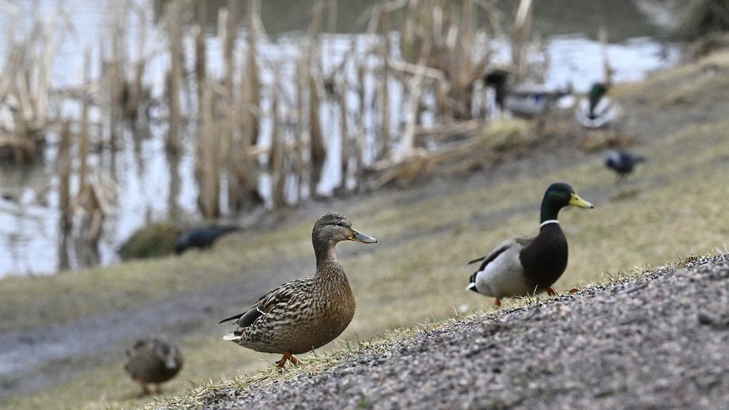 Sorsat tepastelivat keväisessä kelissä Espoon Suvelassa keskiviikkona.