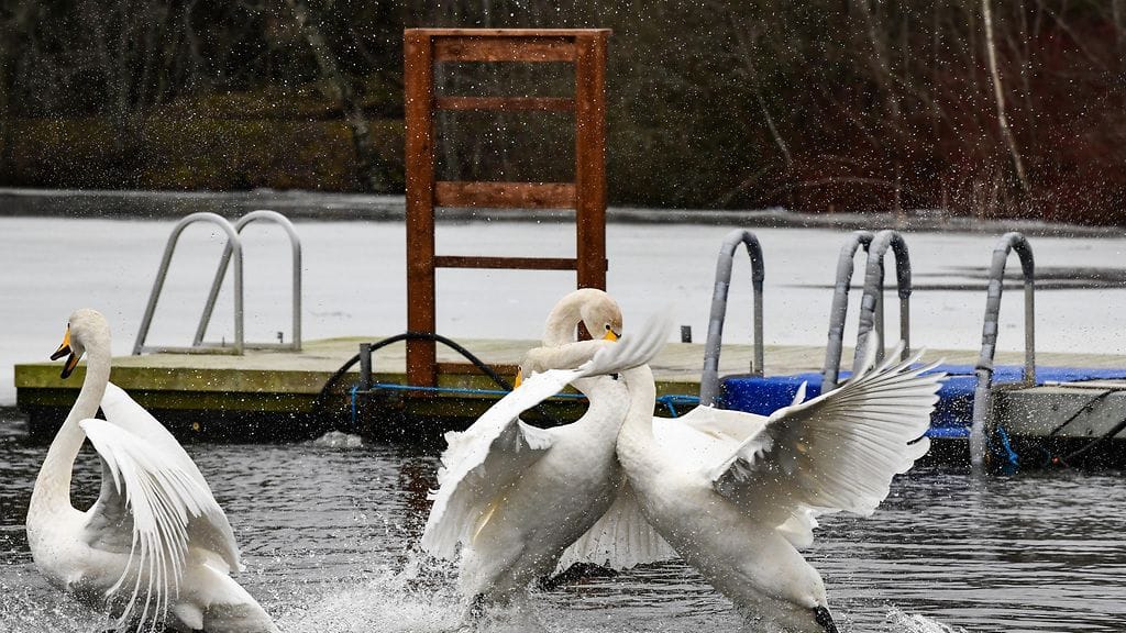 Lukijan kuva: joutsenet ottivat yhteen avannossa