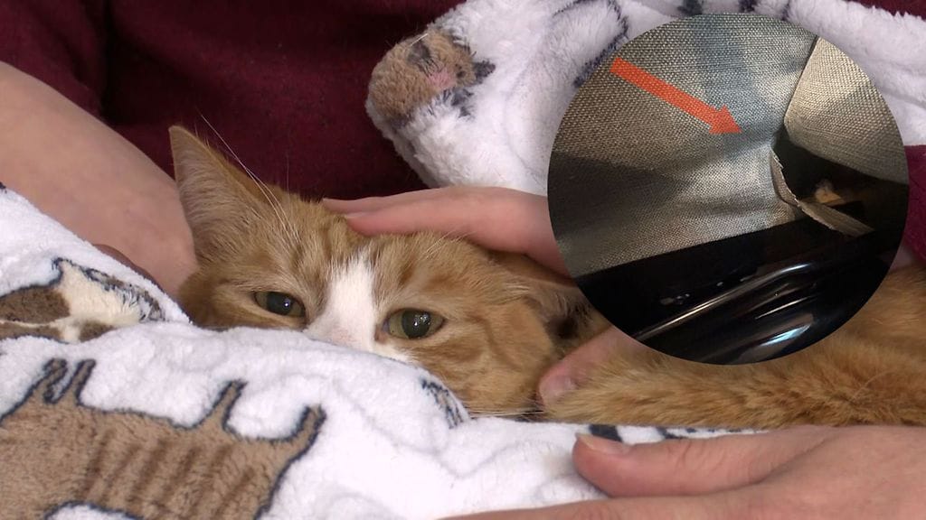 Sunny-Loo selvisi kolmesta viikosta sohvassa.